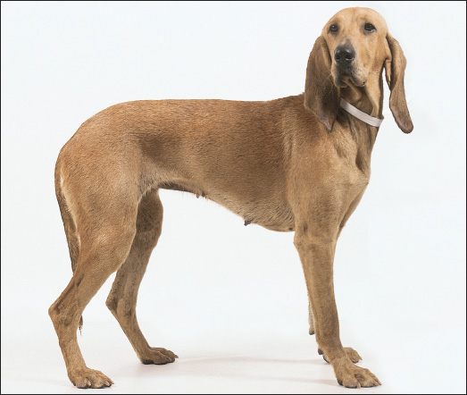 The Bruno de Jura is a modern-day Swiss scenthound who shares common ancestors - photo 4