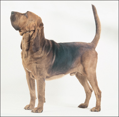 The Bloodhound is the direct descendant of the St Hubert Hounds of years gone - photo 5