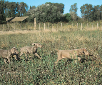 Weim puppies hot on the trail Even youngsters demonstrate the keen instincts - photo 6