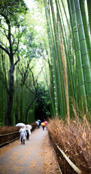 Bamboo forest Kyoto In common with all developed countries Japan is not a - photo 6