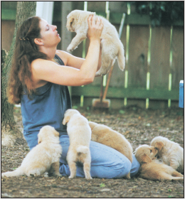 The author Miriam Fields-Babineau with Golden Retriever puppies AUTHOR - photo 2