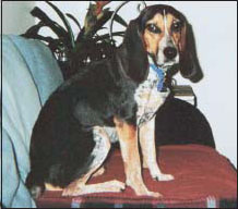 Bella is a BeagleCoonhound mix pictured here in her new home just a few weeks - photo 6