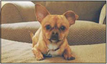 Mario is a Chihuahua mix whose small size belies his huge personality One - photo 7