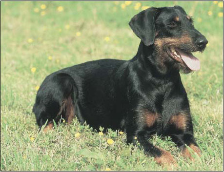 This dog an interesting mix of Airedale Terrier Doberman Pinscher and - photo 8