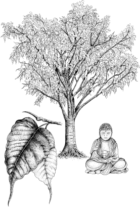 Trees inspire the Buddha received enlightenment under a peepul tree Some - photo 3