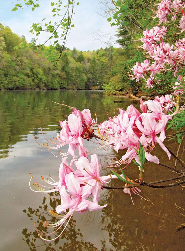 Wild azaleas bloom along the shore of Lake Keowee see BEST CAMPGROUNDS BEST - photo 9