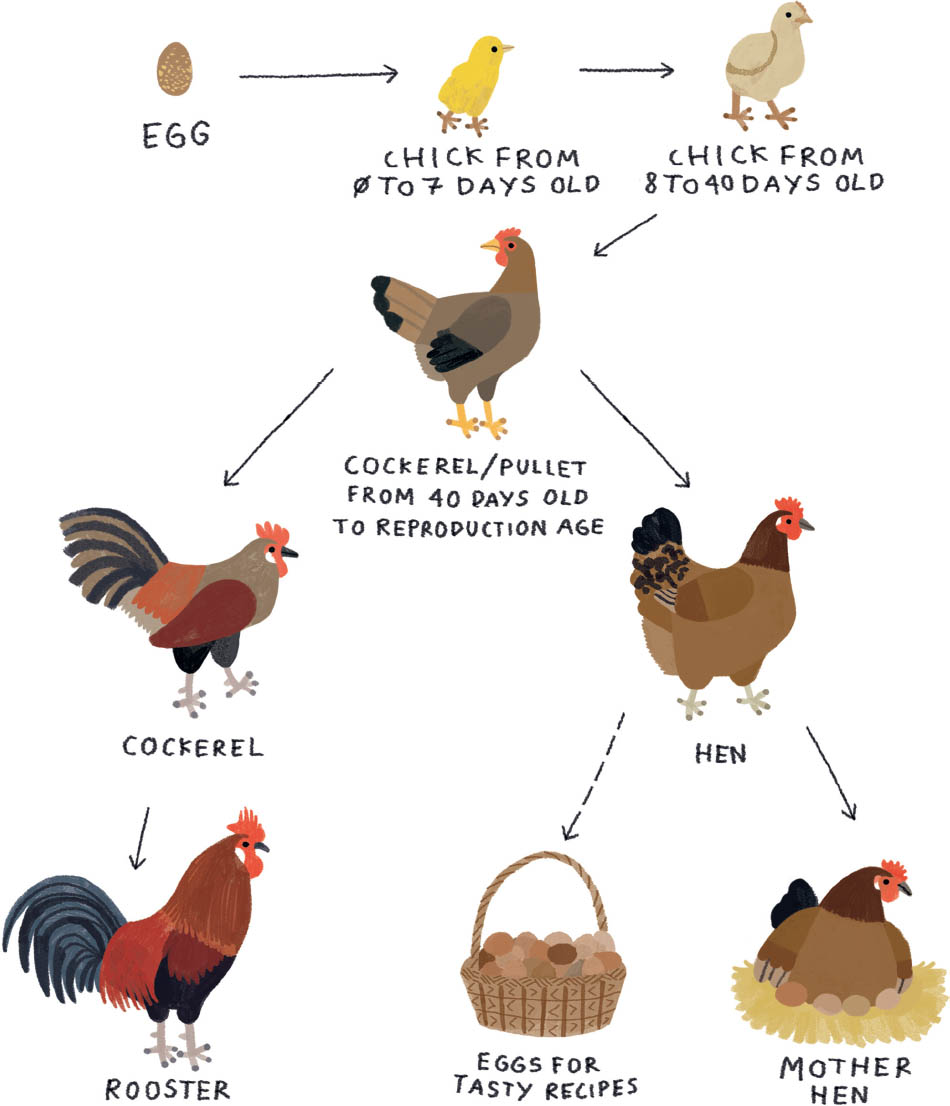 When a chicken egg hatches a chick is born At first it is hard to tell - photo 10