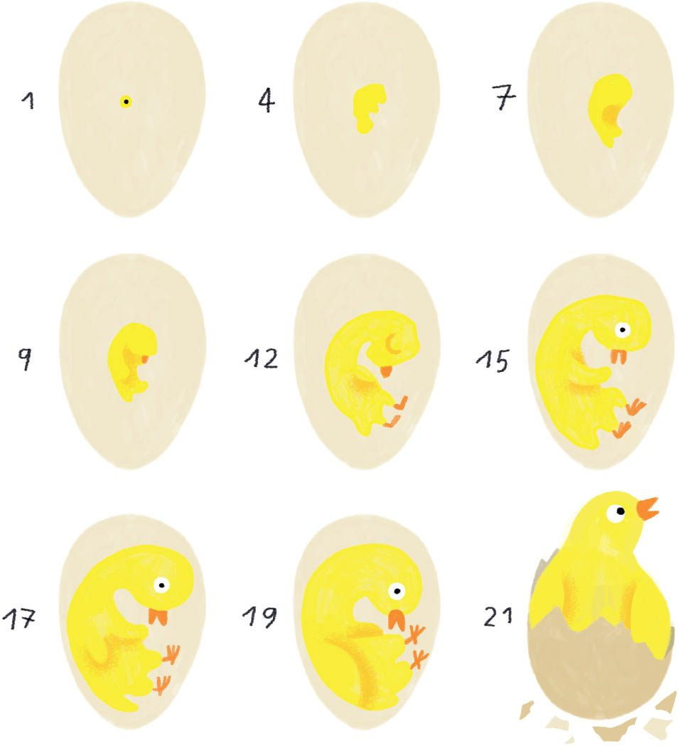 Even among chickens there are heavyweights and featherweights A chickens - photo 14