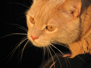 Cat whiskers are sensitive hairs Cats use their whiskers to help them get - photo 16