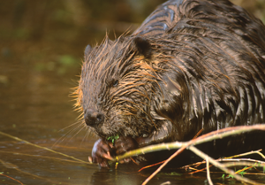 Beavers build dams in streams to make ponds This makes more wet areas for - photo 22