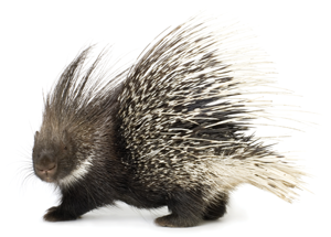 Quills are the long and sharp points on the back of a porcupine The quills - photo 18