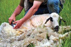 Wool is sheeps hair It is always growing If farmers didnt cut away some wool - photo 23