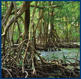 In tropical areas mangrove swamps grow along quiet shorelines WHERE IN THE - photo 6