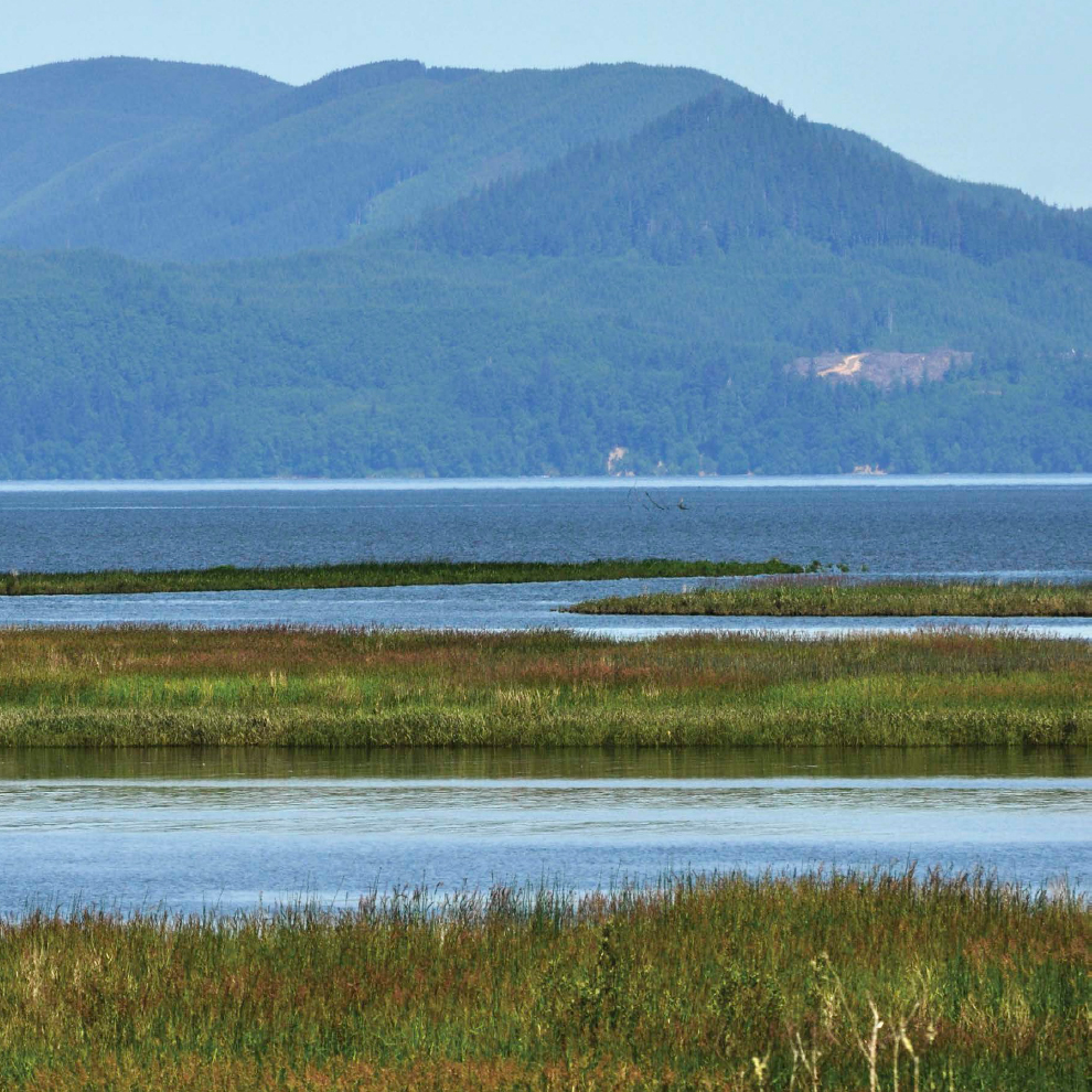 MORNING THE salt marshes on Nehalem Bay average around 75 inches 191 - photo 8