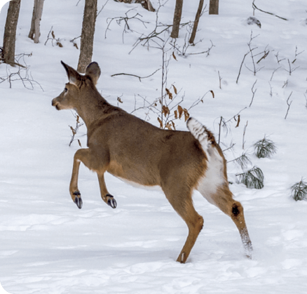 A white-tailed deer in an Ontario forest fleeing at the sound of an - photo 3