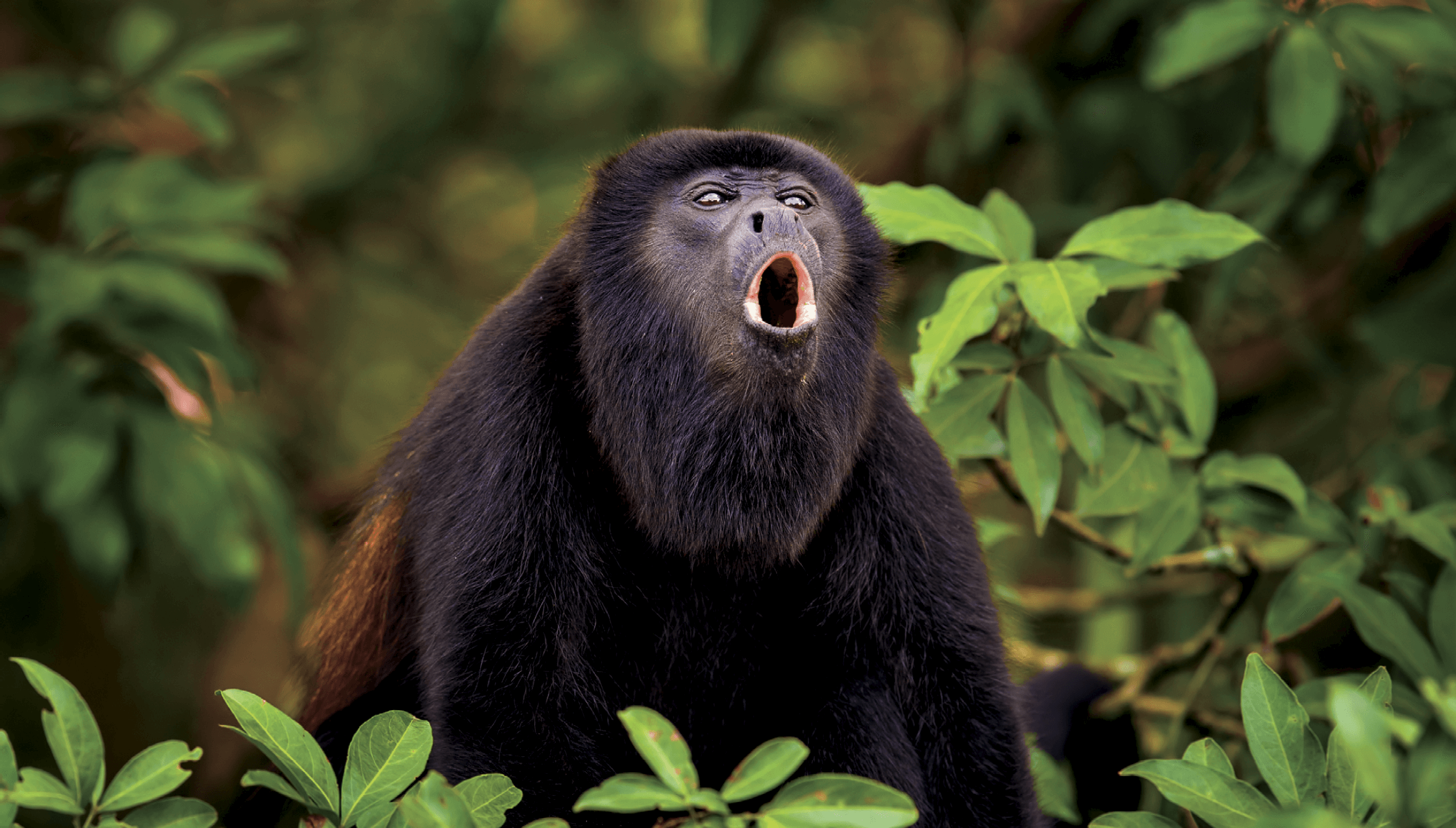 Howler monkeys usually loudest at dawn and dusk can get very vocal when they - photo 2