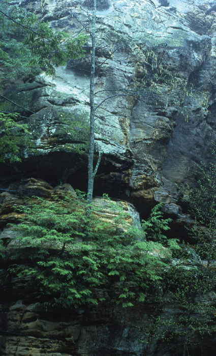 A steep shadowed valley dark hemlocks and diverse deciduous trees create - photo 2