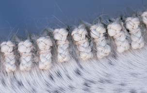 Braiding Manes and Tails A Visual Guide to 30 Basic Braids - photo 10