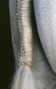 Braiding Manes and Tails A Visual Guide to 30 Basic Braids - photo 11