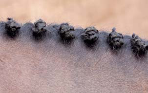 Braiding Manes and Tails A Visual Guide to 30 Basic Braids - photo 14