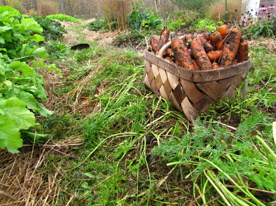 Root vegetables are easy to grow and provide plenty of calories per square - photo 2