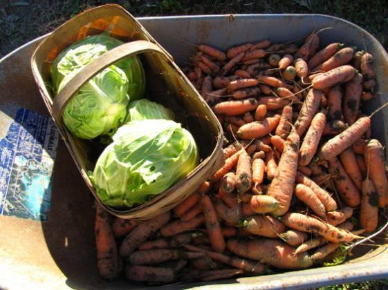 Part of the 2012 storage vegetable harvest When the 2012 harvest came in - photo 6