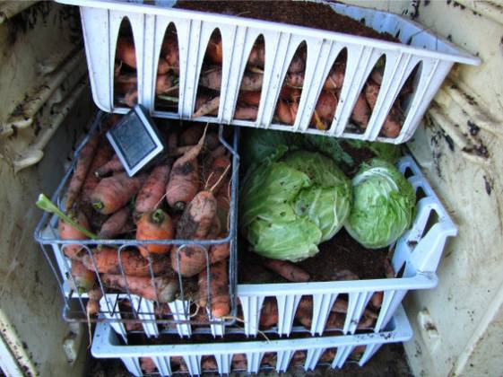 Inside our refrigerator root cellar in late December carrots are crisper and - photo 4