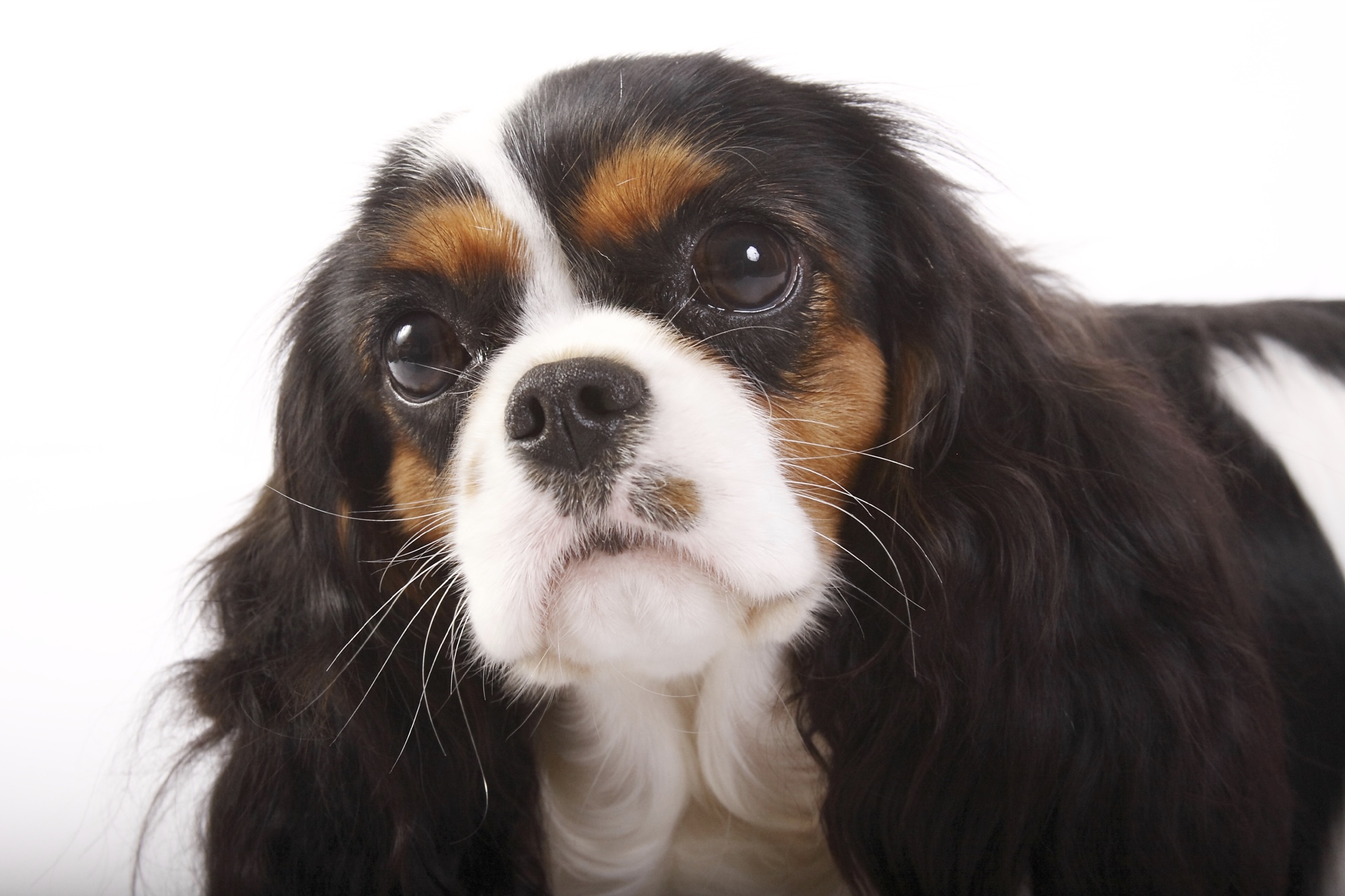 Temperament The Cavalier King Charles Spaniel has a very friend demeanor and - photo 6