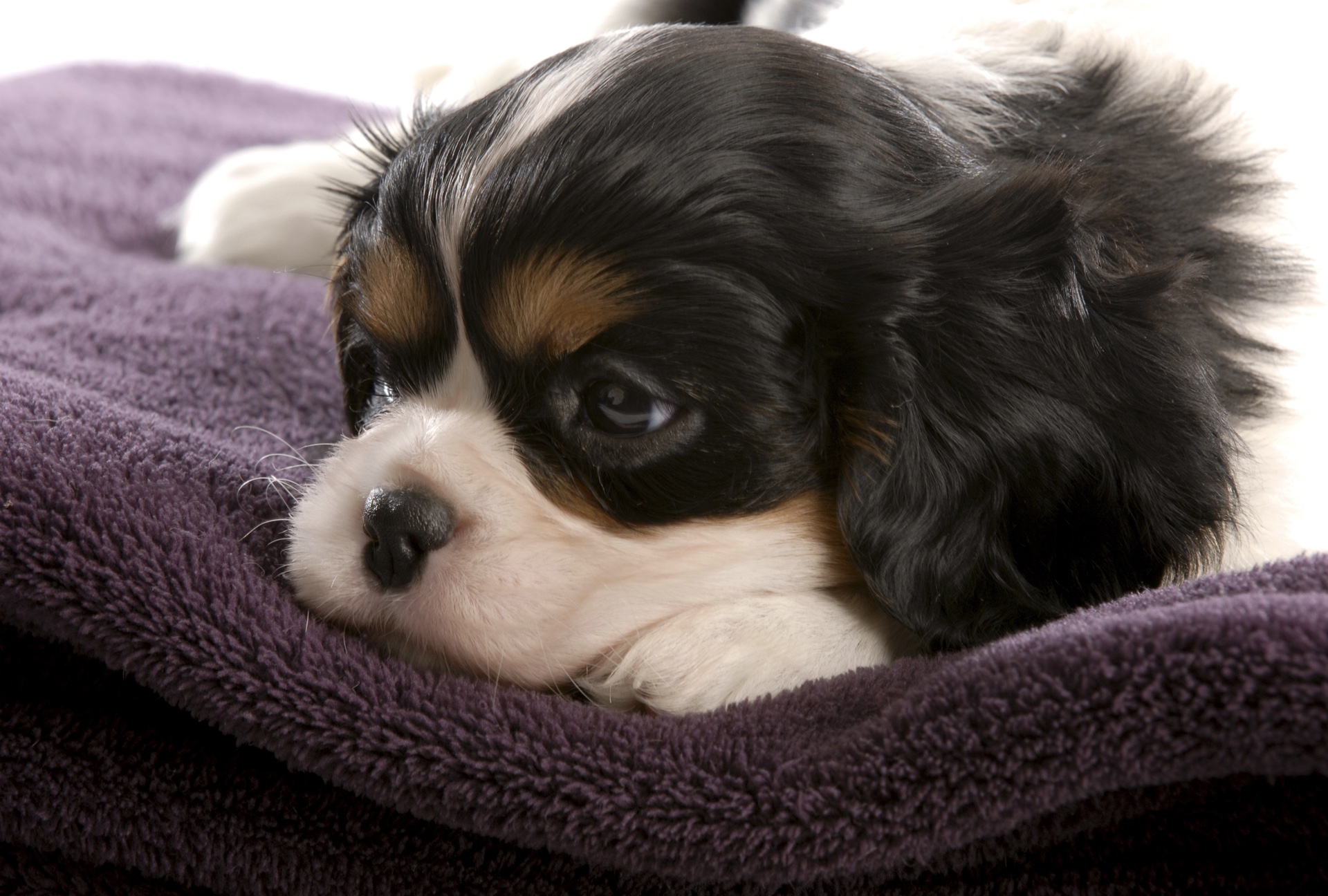 The Cavalier King Charles is a truly beautiful elegant dog that has a regal - photo 4