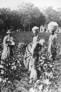 In this portrait of workers in the cotton field black women carry loads on - photo 1