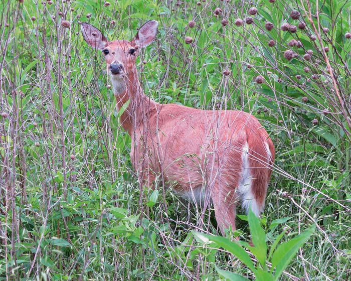 EARLY MORNING ON THE SPRINGFIELD CONSERVATION NATURE CENTER LOOP See Best - photo 8