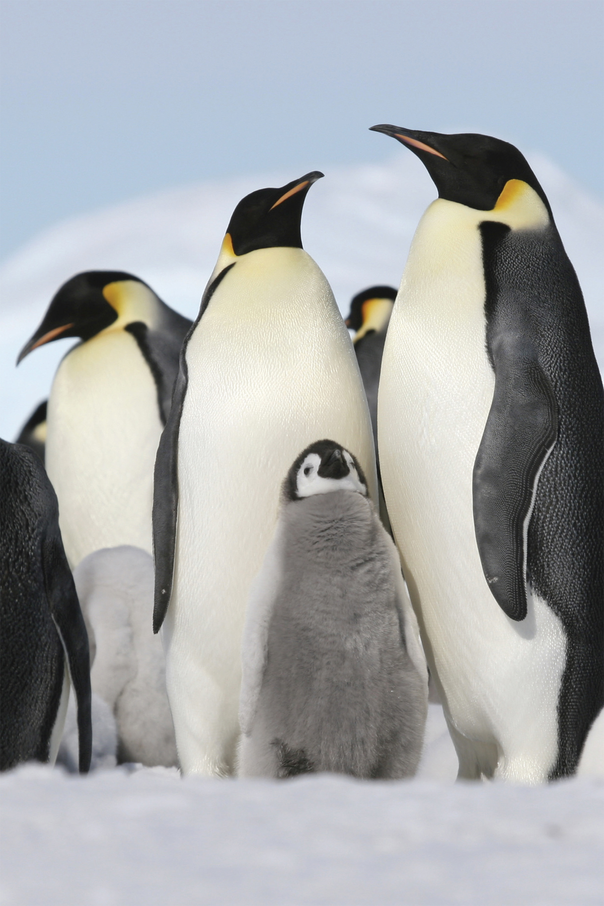 The arctic tern is a small bird that lives in large groups called colonies - photo 9