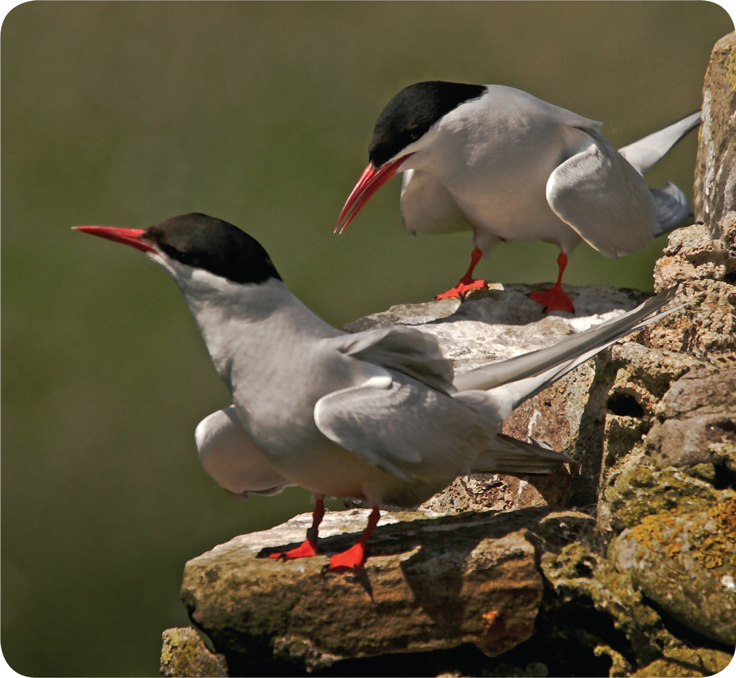 The arctic tern is a small bird that lives in large groups called colonies - photo 10