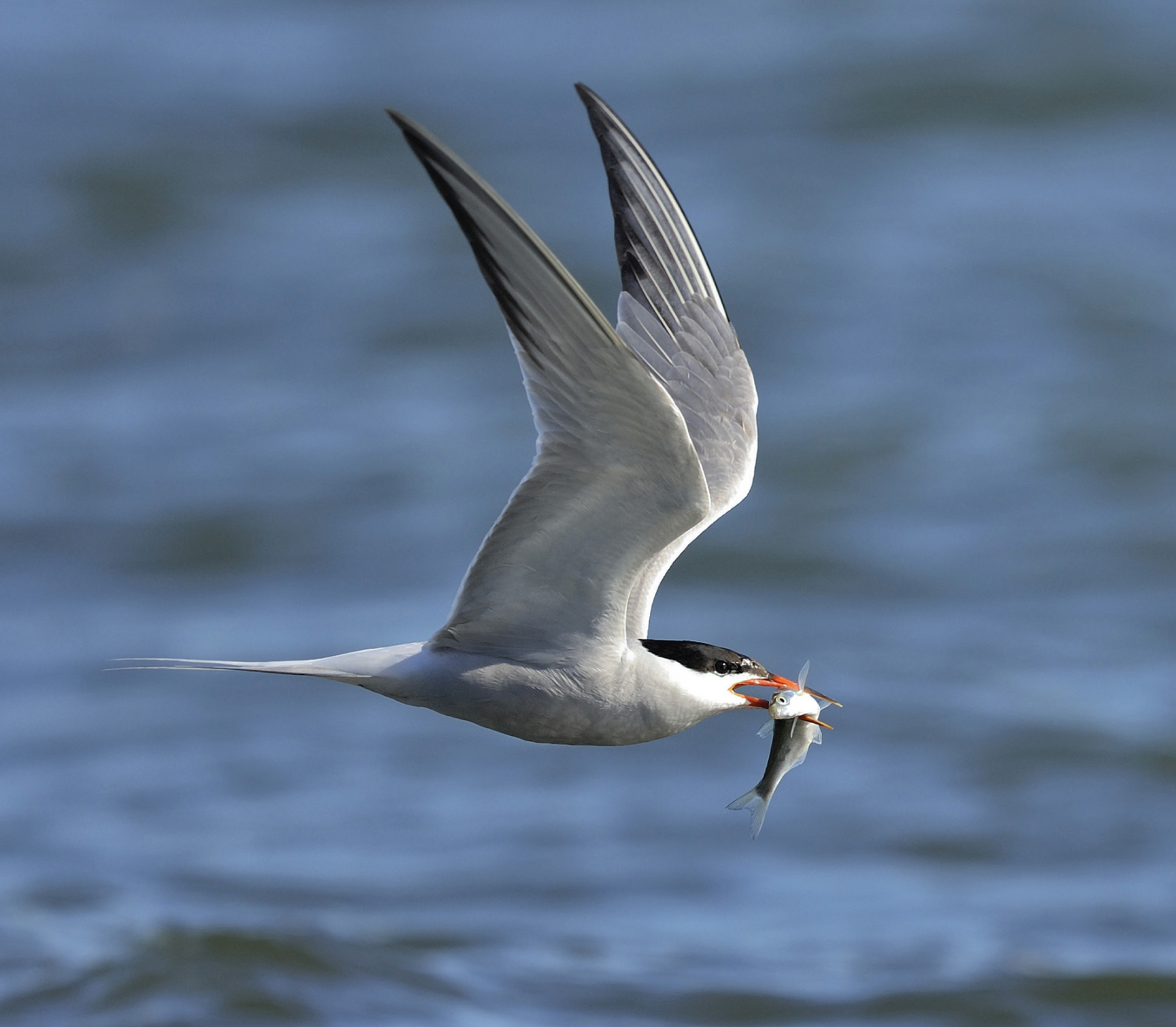 The tern can be 12 inches long and weigh two to four ounces They eat mostly - photo 11