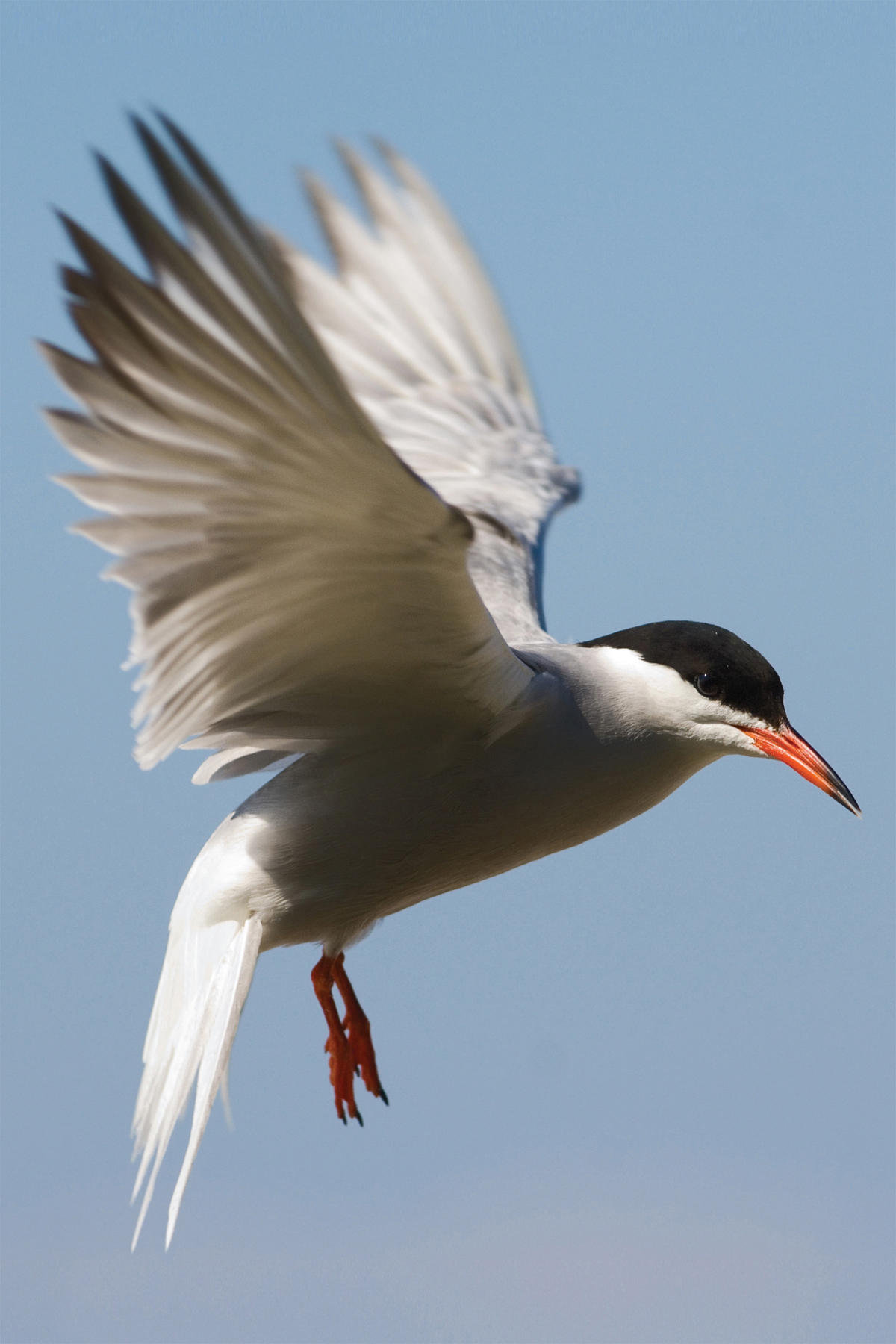 These special cold-weather birds travel with their colonies Right before they - photo 12