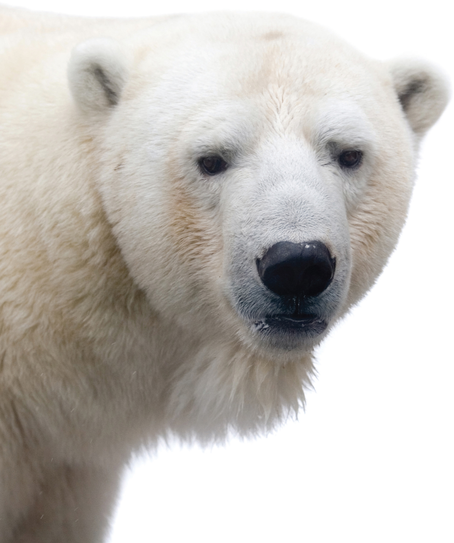 Polar bears live in the Arctic They can be found in areas of Alaska Canada - photo 14