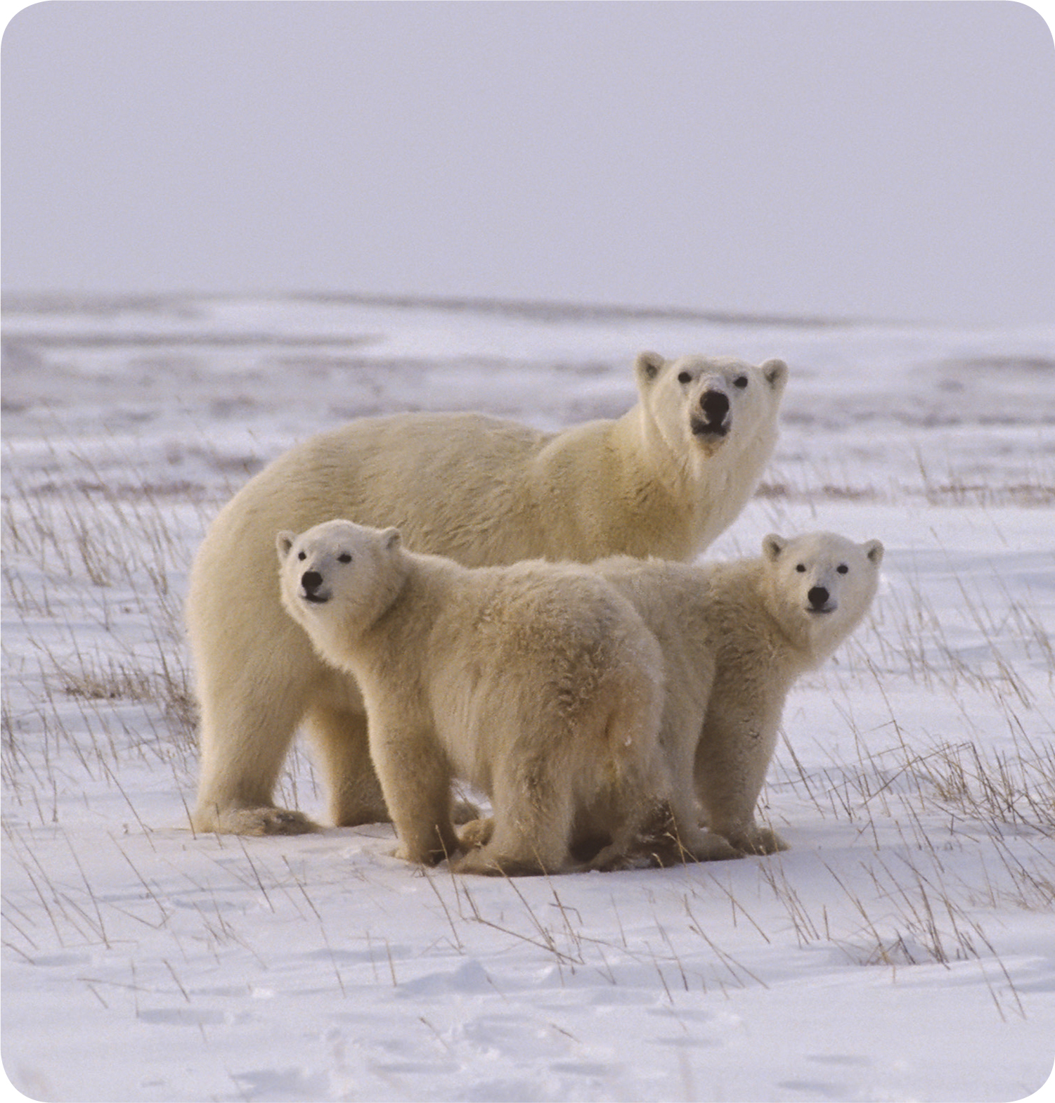 Polar bears live in the Arctic They can be found in areas of Alaska Canada - photo 15