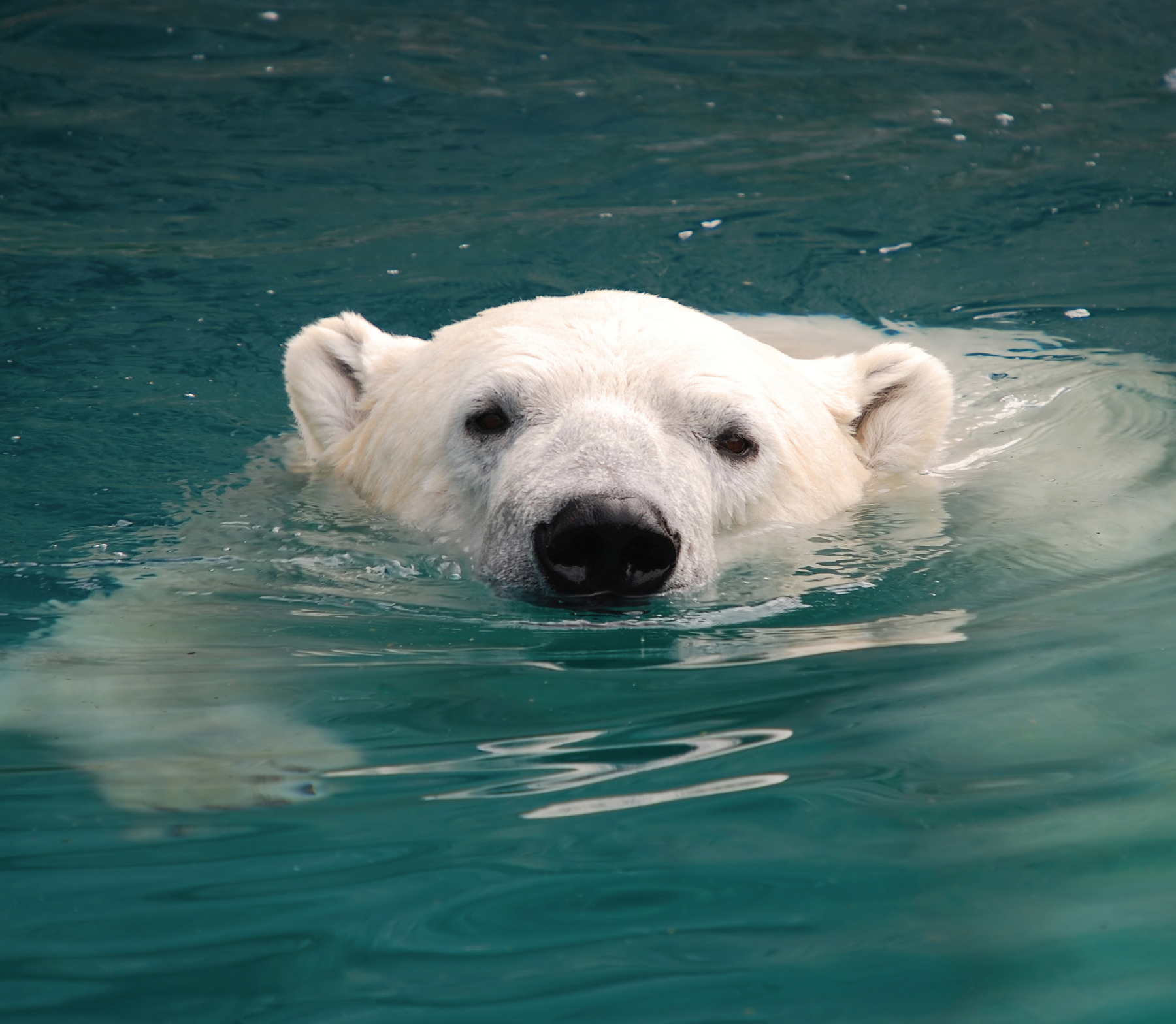 They spend most of their lives in the sea hunting for seal walruses and other - photo 16