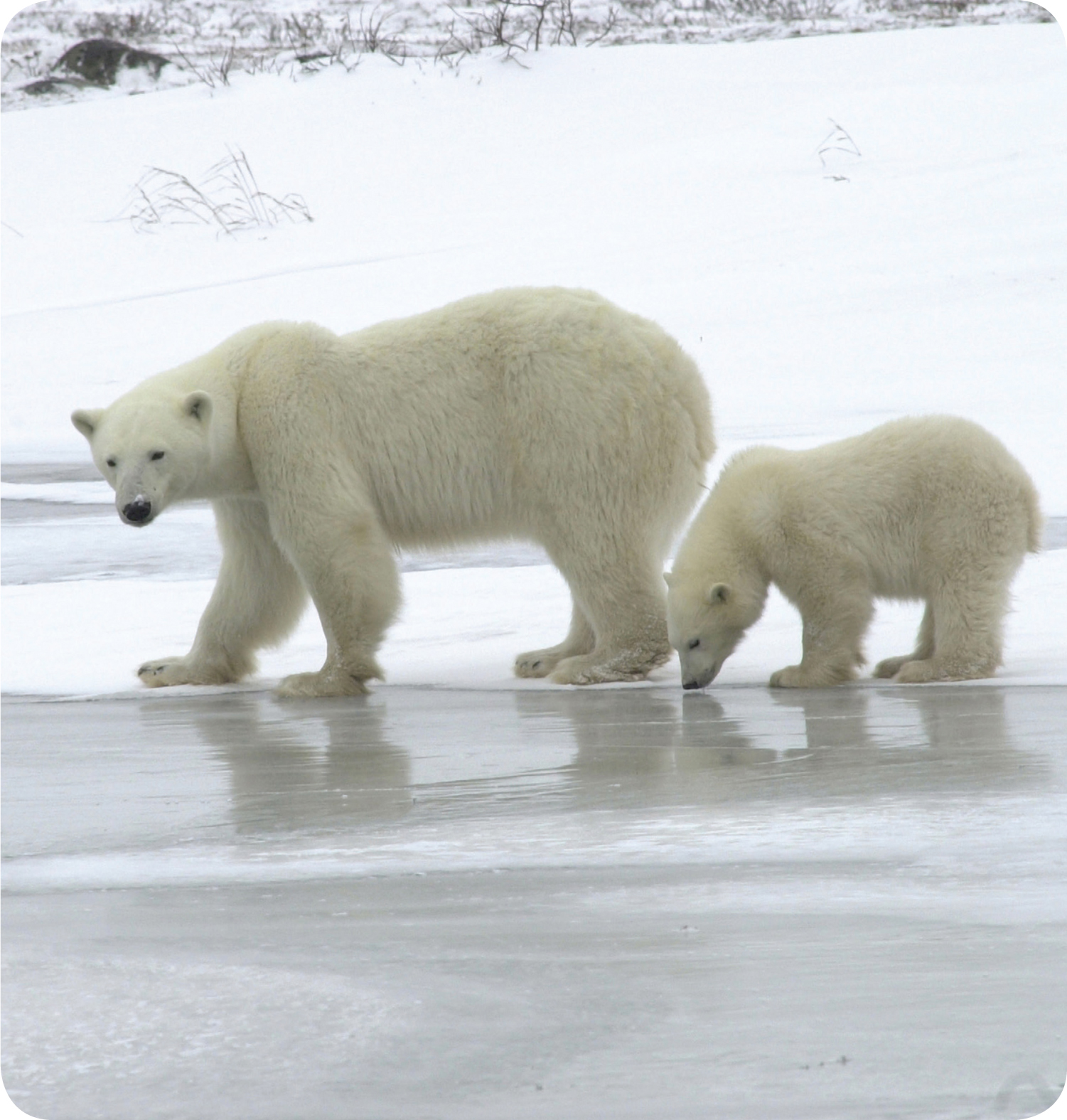 Father polar bears are called boars Mothers are called sows They can grow to - photo 17