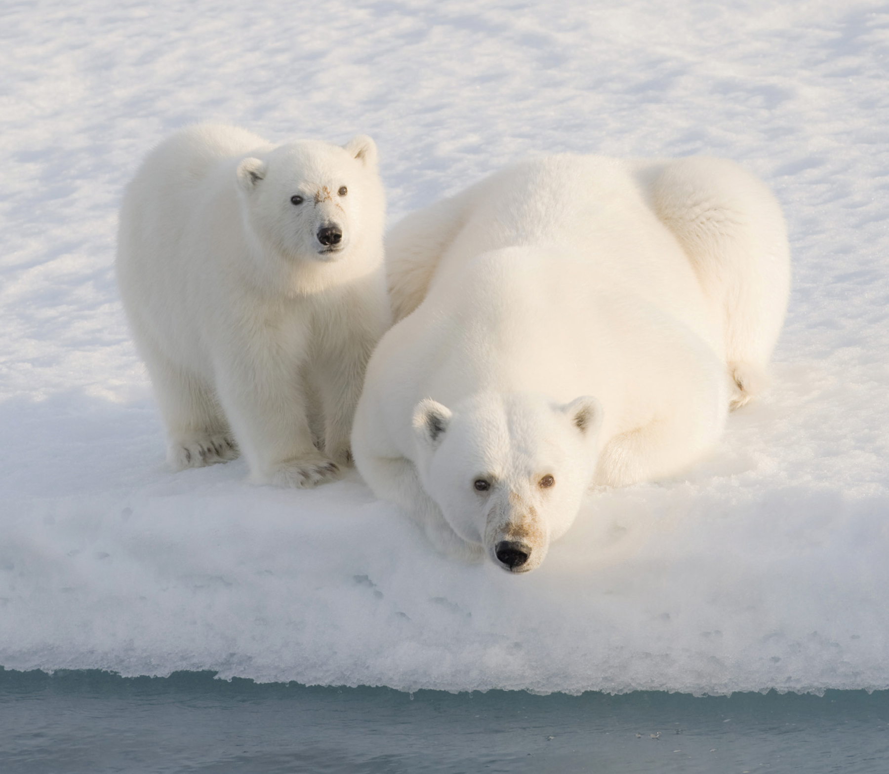 When a mother bear has cubs she usually has twins She builds a snow den and - photo 18