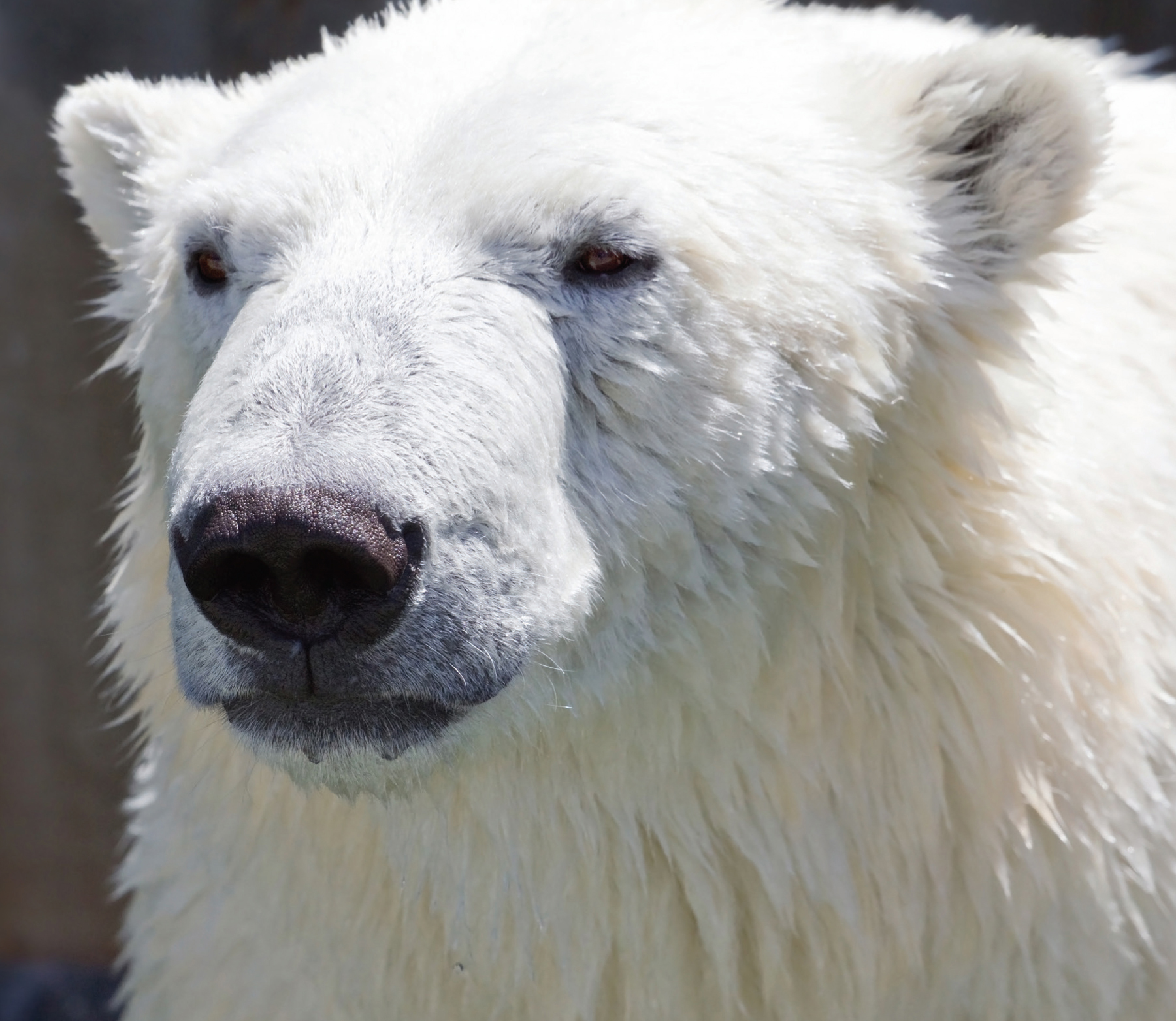 God gave polar bears two layers of fur One layer is thick and woolly It is - photo 19