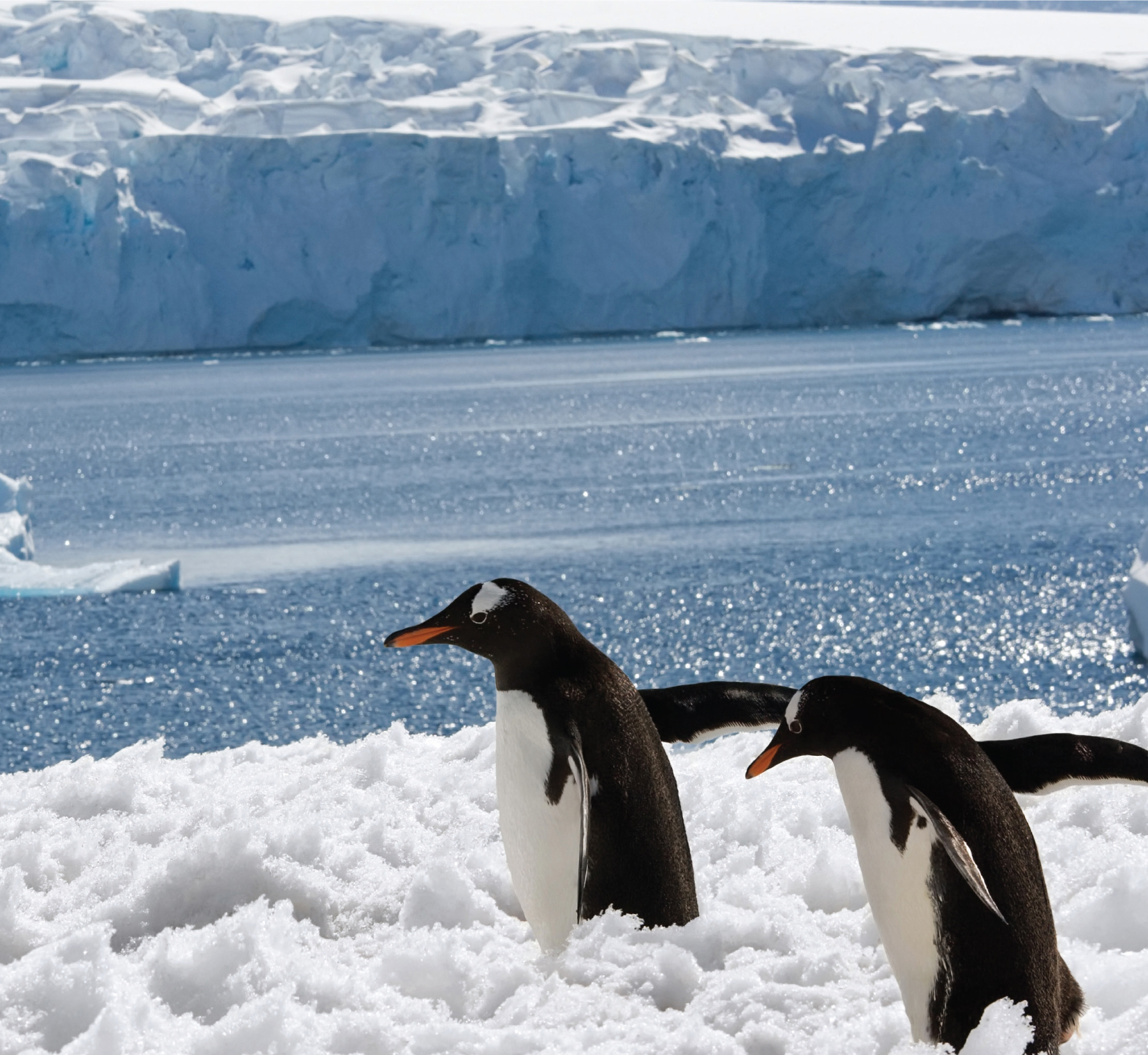 The emperor penguin lives in Antarctica near the South Pole Sometimes it - photo 4