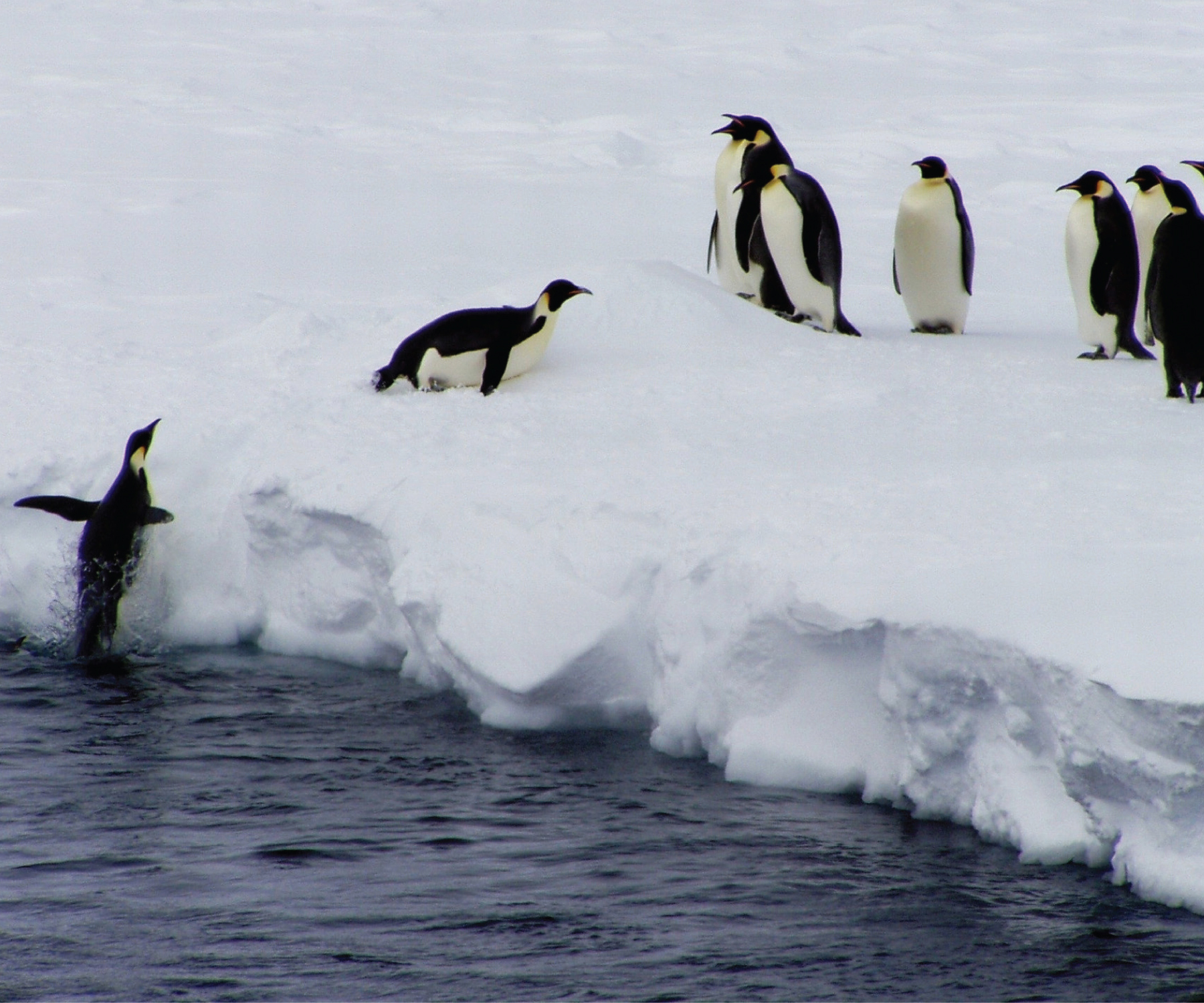 Sometimes it can be 42 degrees F below zero The water where they swim and - photo 6