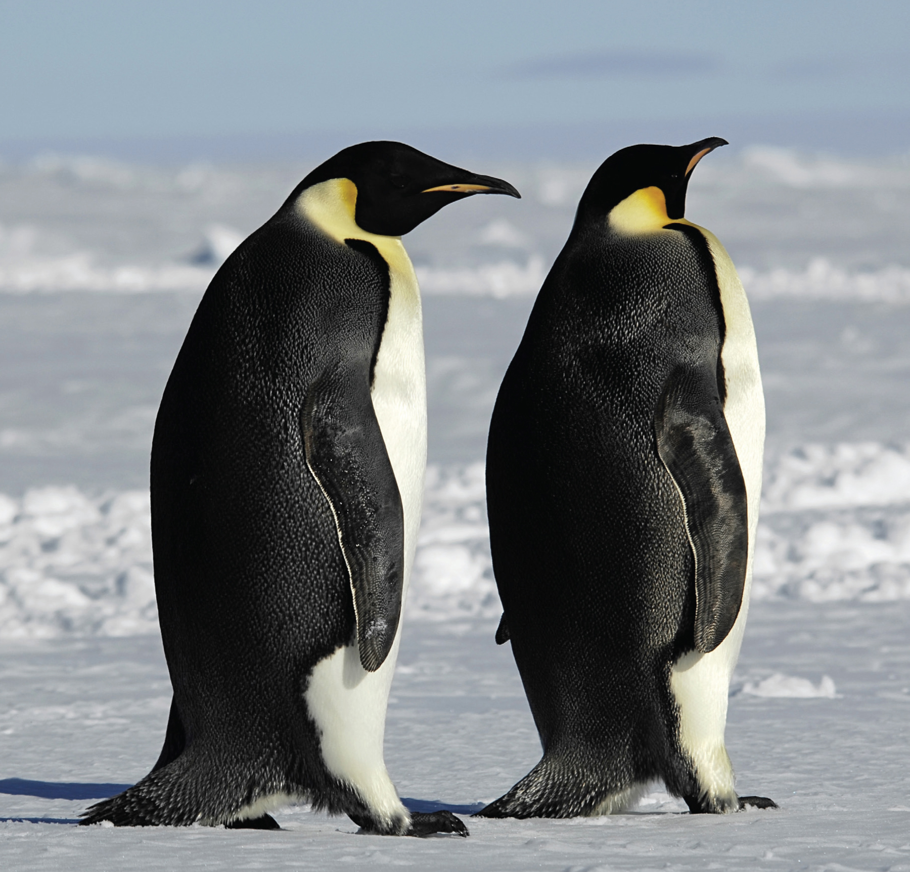 The emperor penguin is the biggest penguinthey can be four feet tall They - photo 7