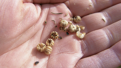 Those Amazing Seeds Seeds are amazing entities Those of witchweed Striga - photo 3