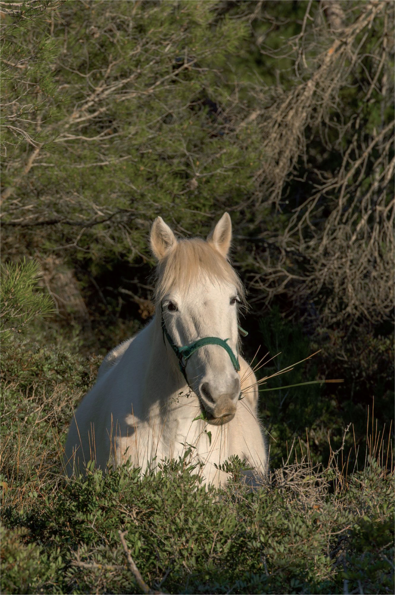 PLANTS POTIONS AND OILS FOR HORSES Chris Dyer JA ALLEN First published - photo 2