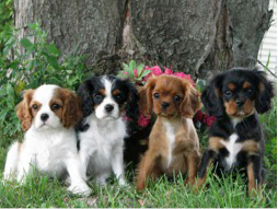 Cavalier King Charles Spaniels are affectionate and crave human attention they - photo 5