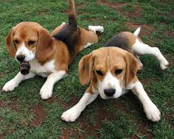 Beagles are extremely intelligent dogsif you are looking for a dog to exercise - photo 6