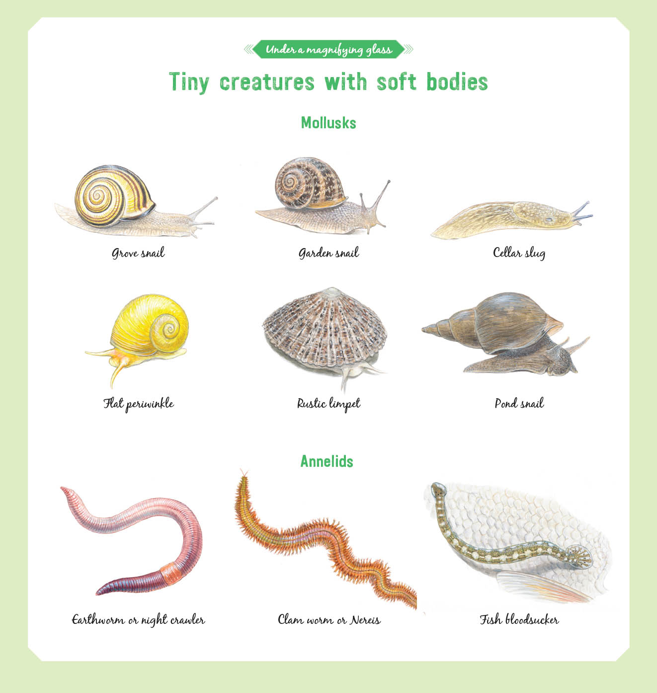 The Book of Tiny Creatures - image 21