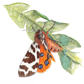 The female garden tiger moth lays 200 to 400 eggs under the leaves of a plant - photo 27